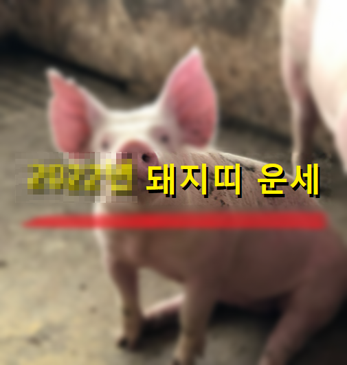 2022년돼지띠운세