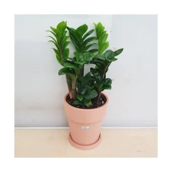 보석금전수 물주기 키우기 잎꽂이 꽃 노란잎 관리 재물운_22