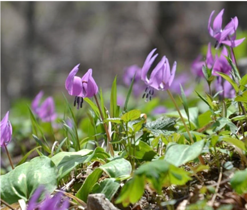 점봉산 곰배령의 제비꽃색 야생화들
