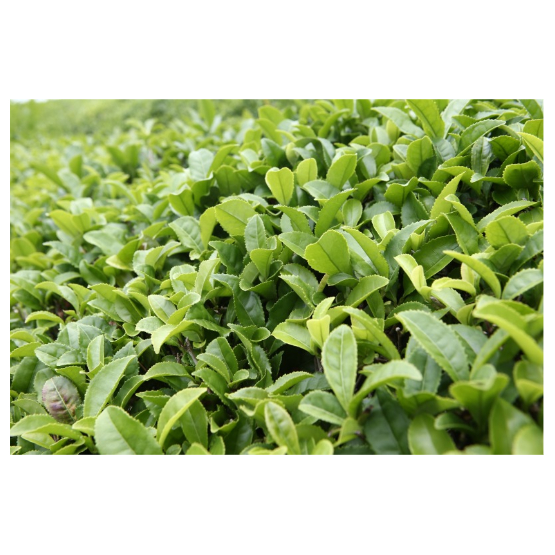 유방암과 관련된 사진입니다.