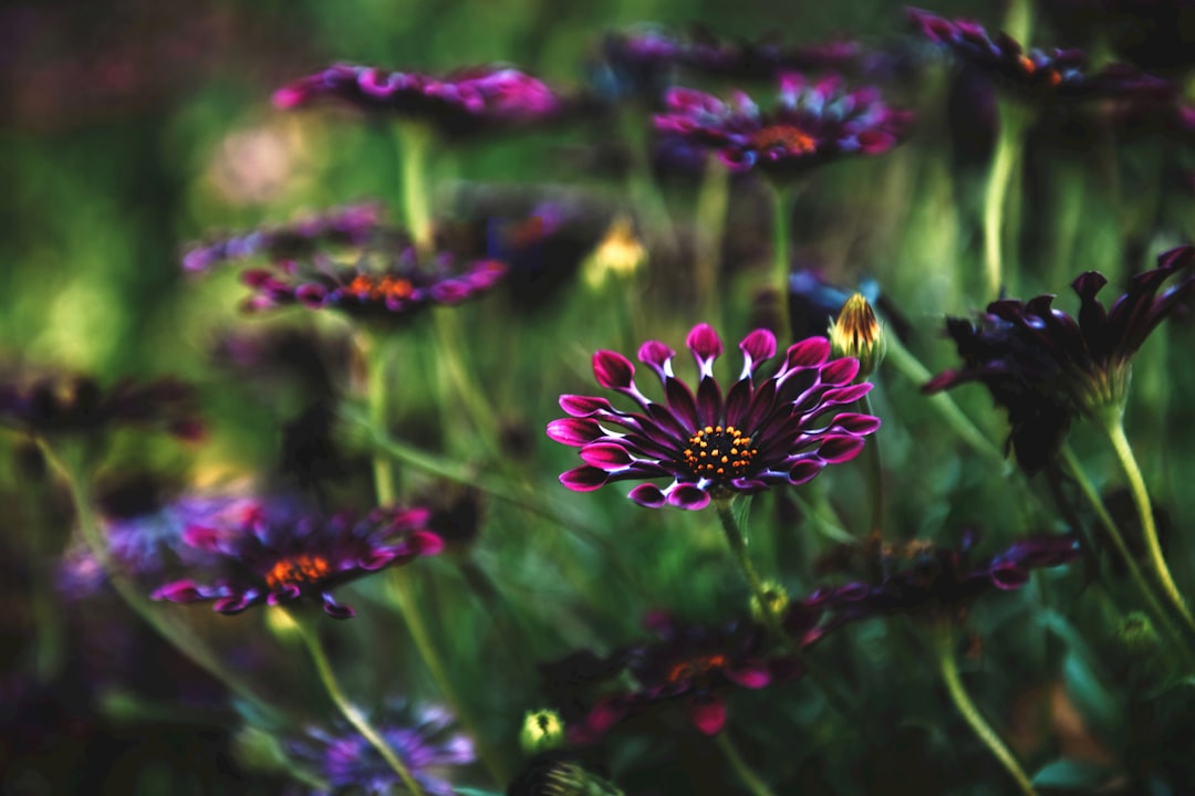 Harmony.