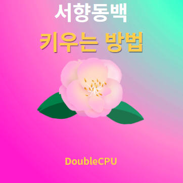 서향동백 키우기 물주기