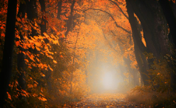 2023년 단풍시기