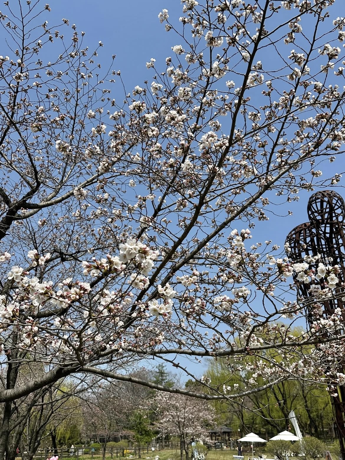 용산가족공원 K-맨발걷기 페스티벌 주차장 완벽 정리 관련사진