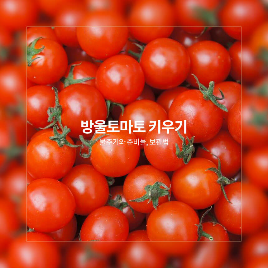 “집에서-방울토마토-키우기”