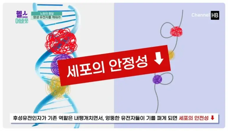 일본nmn효능