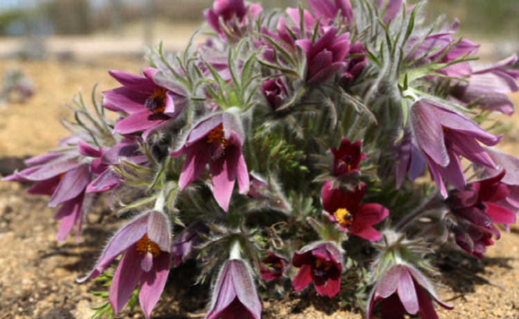 화성 우리꽃식물원