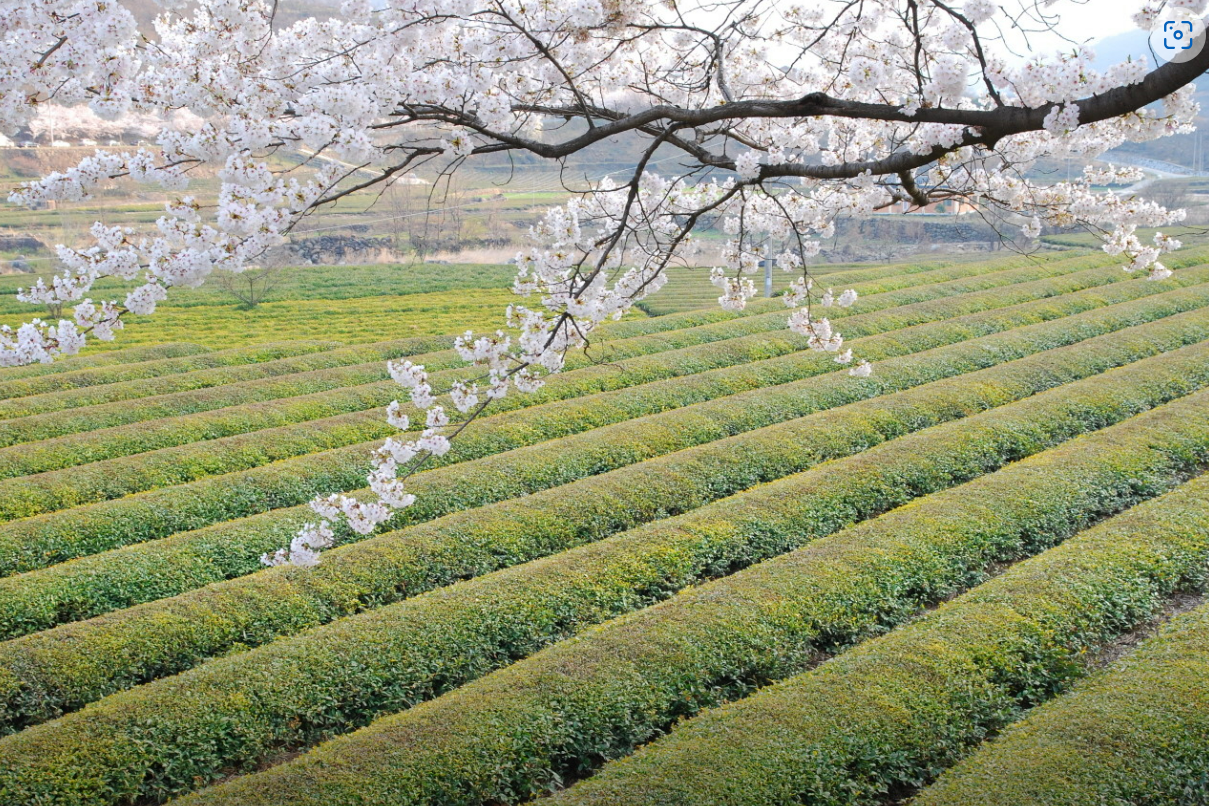 하동야생차밭-녹차-벚꽃