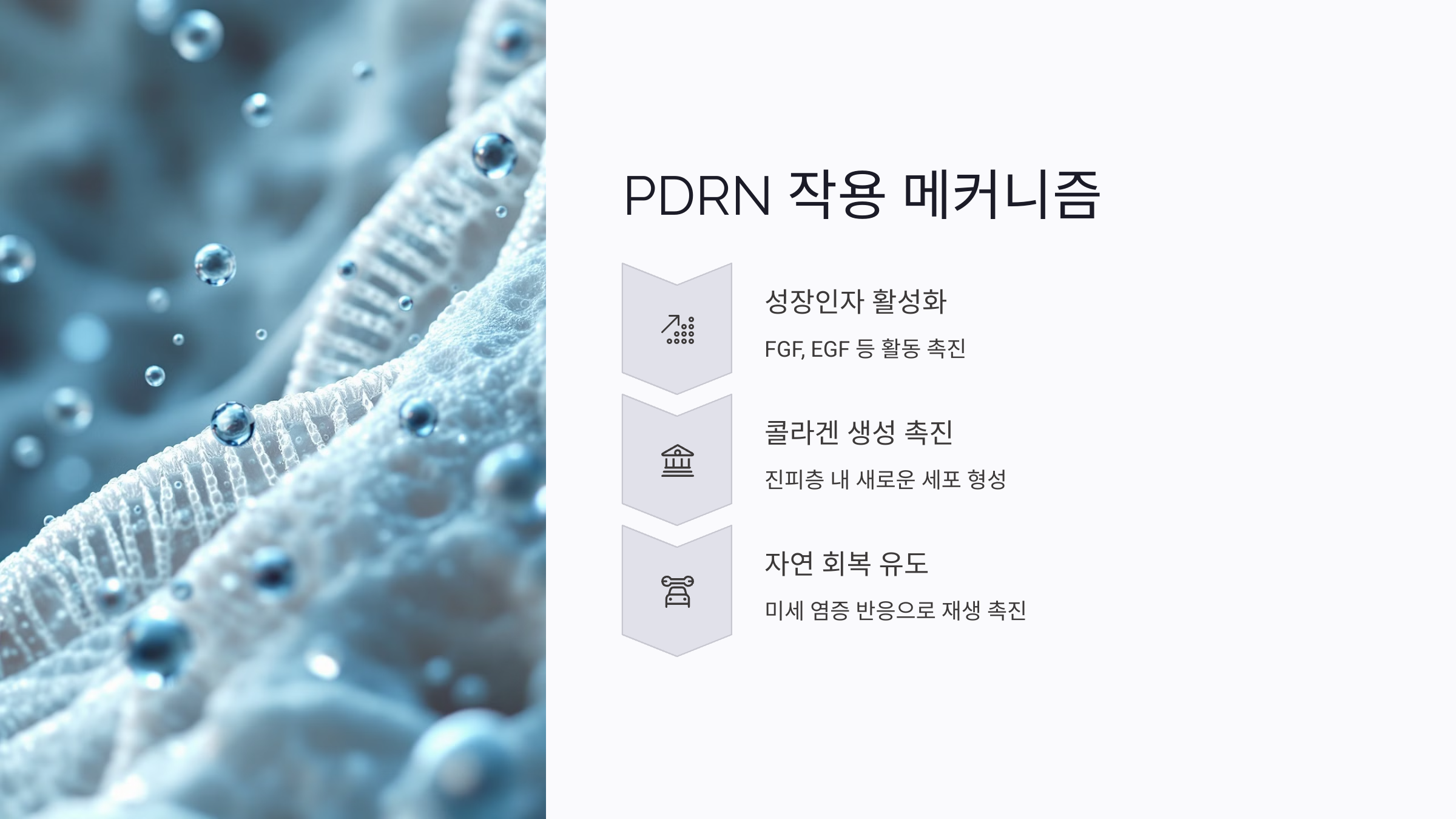 연어주사 성분(PDRN)의 작용 메커니즘