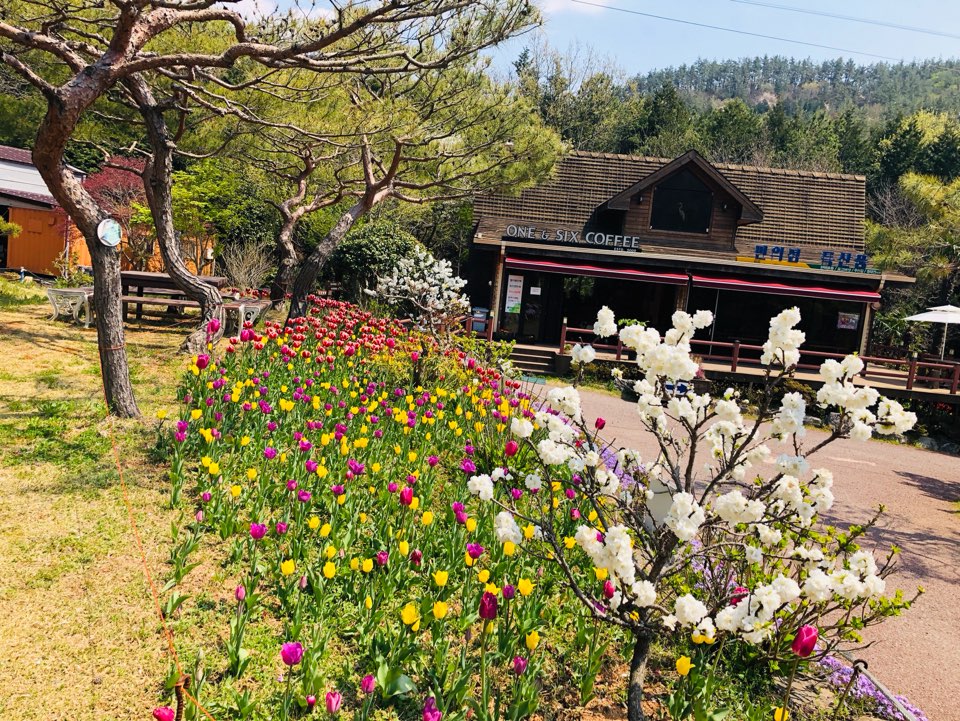 장흥 하늘빛수목정원 튤립축제