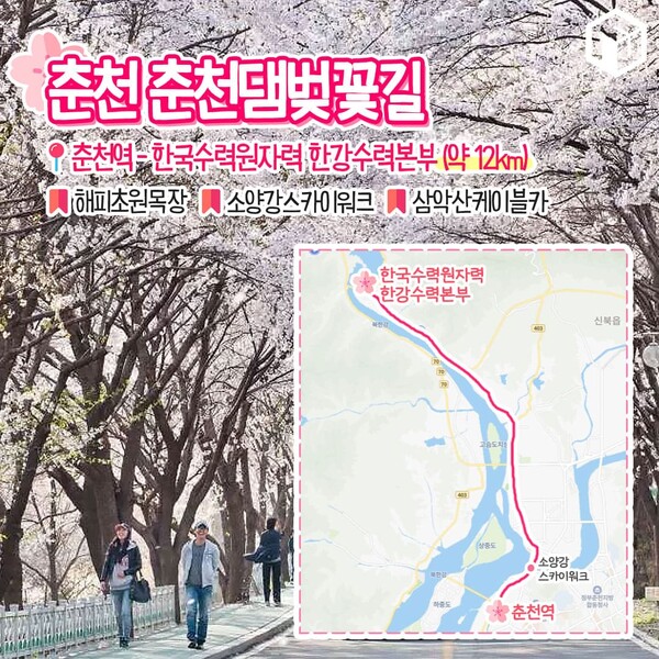 벚꽂 보러 갈래? 드라이브 코스 9(Do you want to go see cherry blossoms? South Korea's Beautiful Drive Course 9)