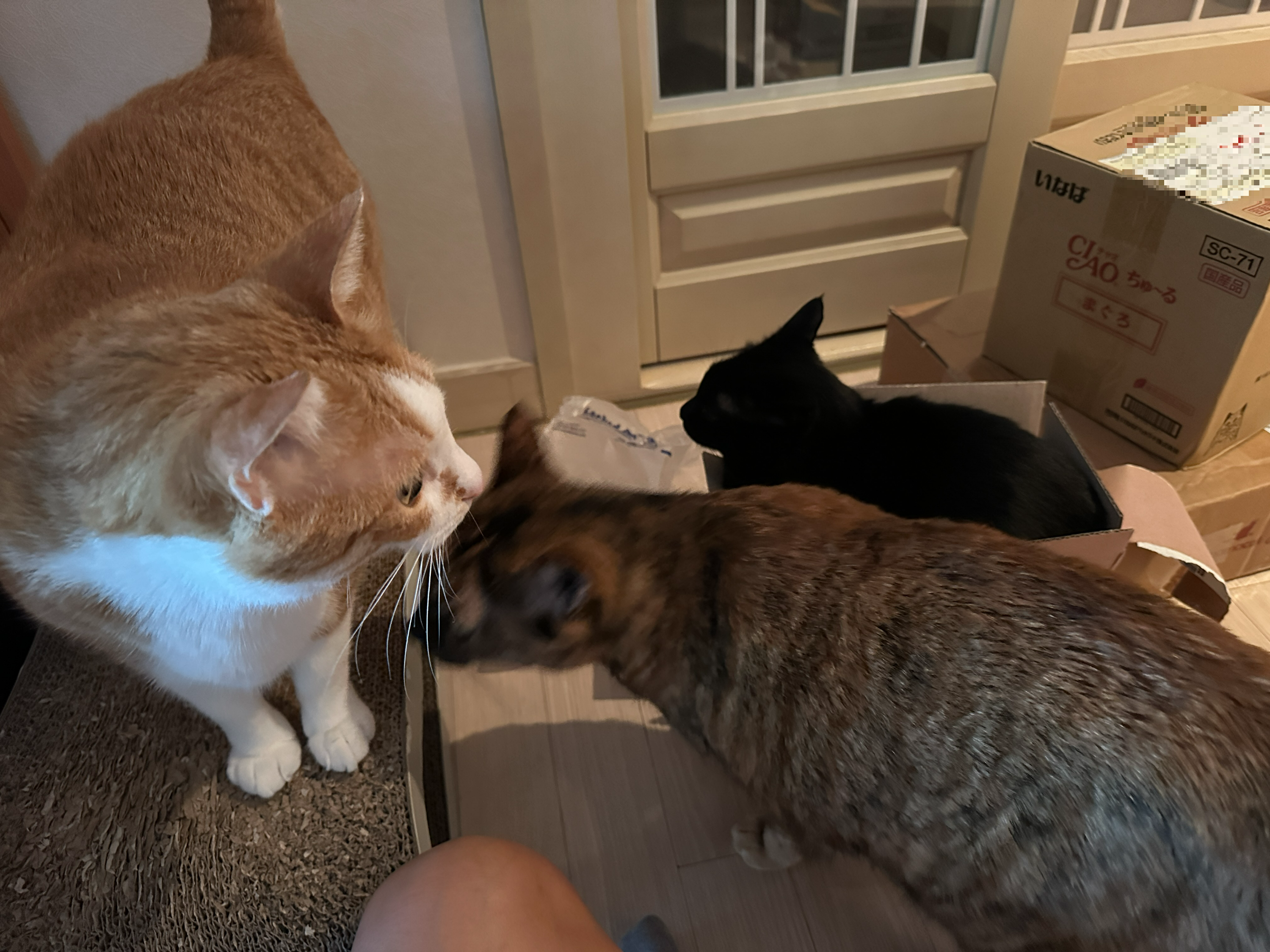 투슬리스 닮은 건이의 박스사랑. 특히 몸에 꼭 끼는 박스! (feat. 이번 포스팅의 뽀인트는 건이의 미모)