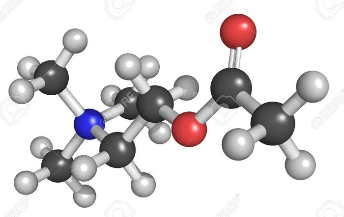 아세틸콜린(Acetylcholine, ACh)