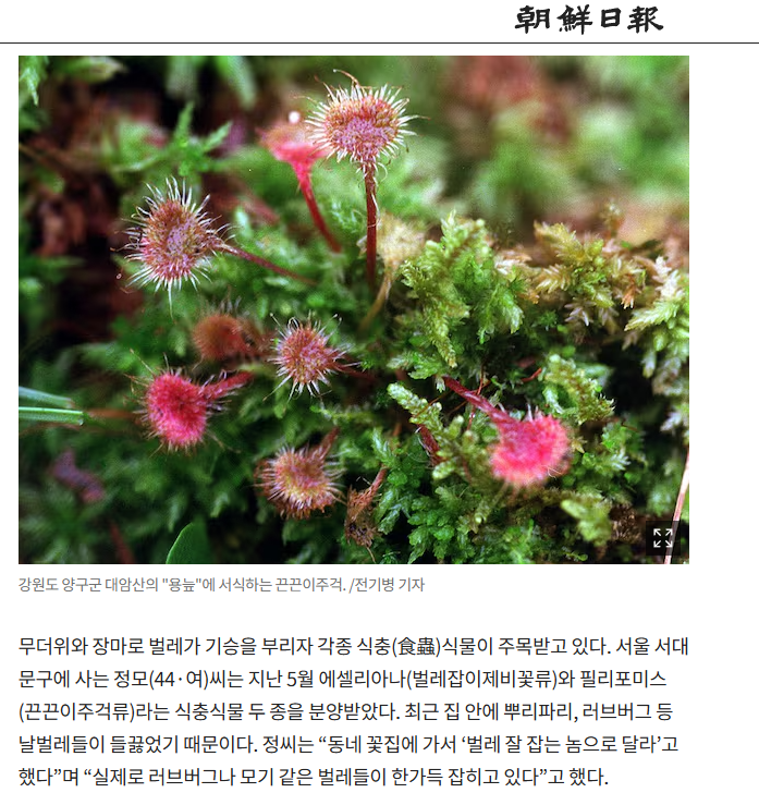 조선일보 러브버그 대비 끈끈이 주걱