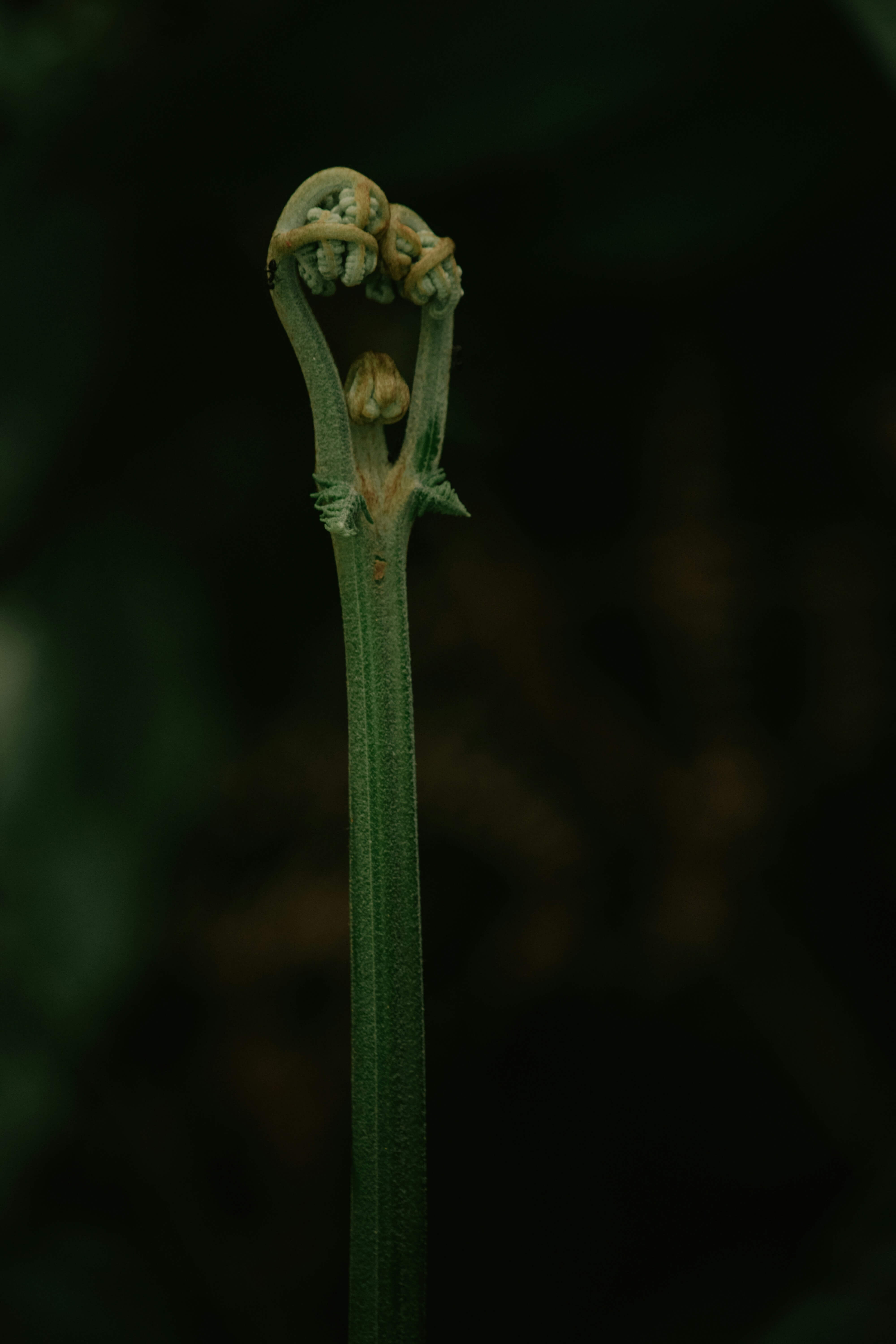 구례 산수유꽃축제