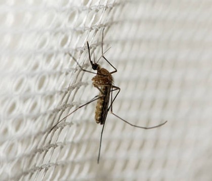 말라리아 증상 예방 치료 백신