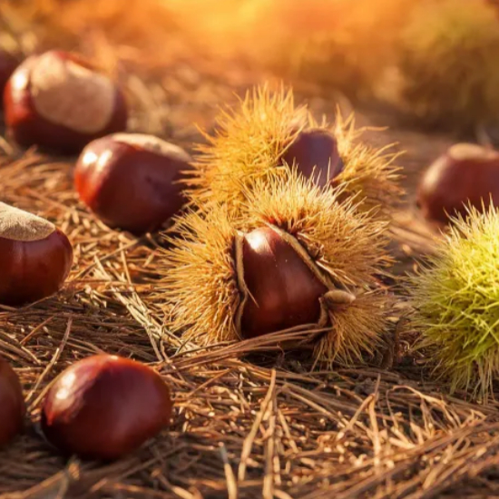 에어프라이어 밤굽기 군밤 만들기 시간과 온도 3