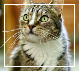 불면증에 좋은 음식