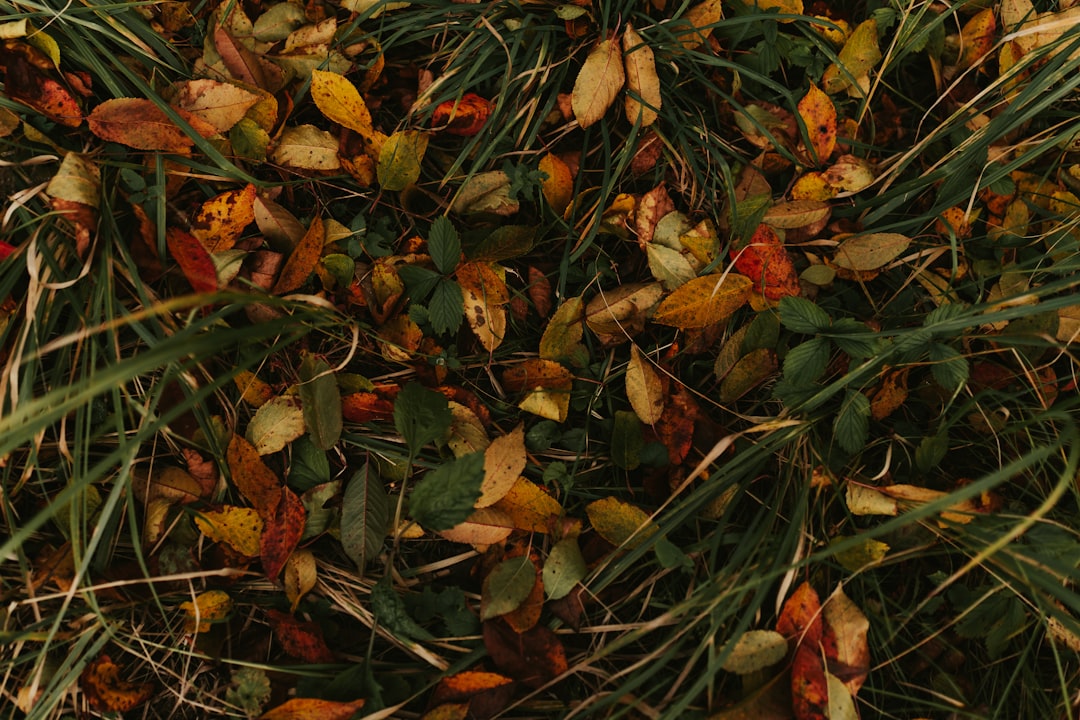 Dried Radish Greens