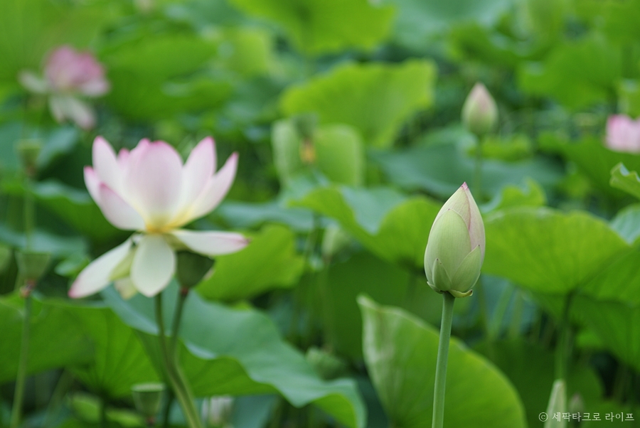 철마연꽃