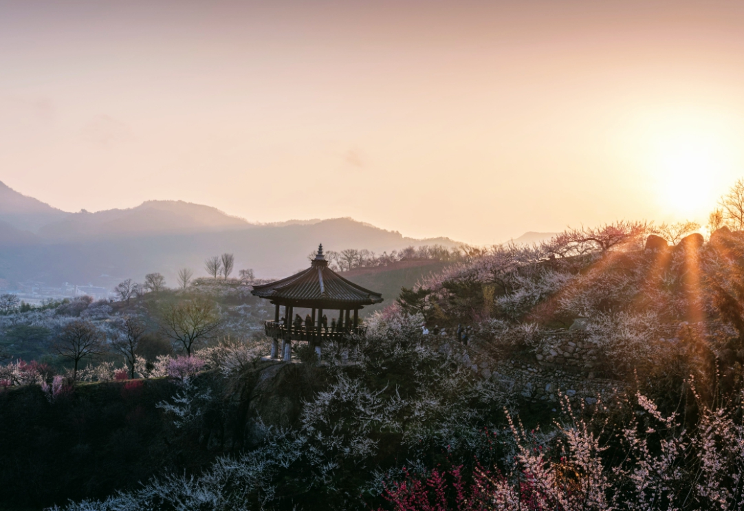 광양 매화축제 기간