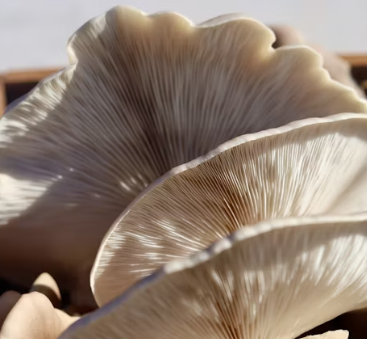 비타민D 부족 증상 섭취방법 많은 음식