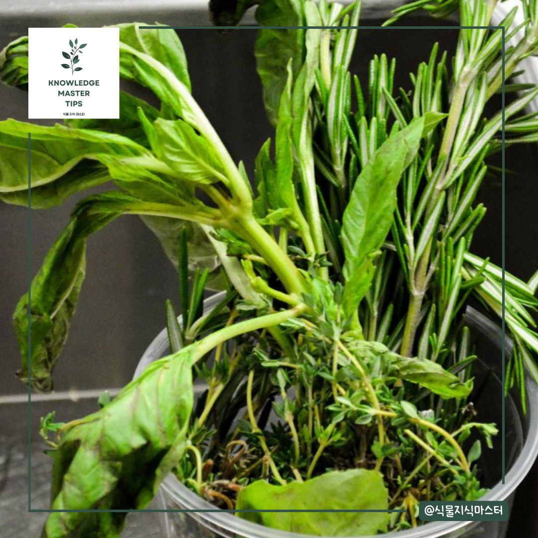 추운 겨울, 내 식물 지키는 꿀팁!