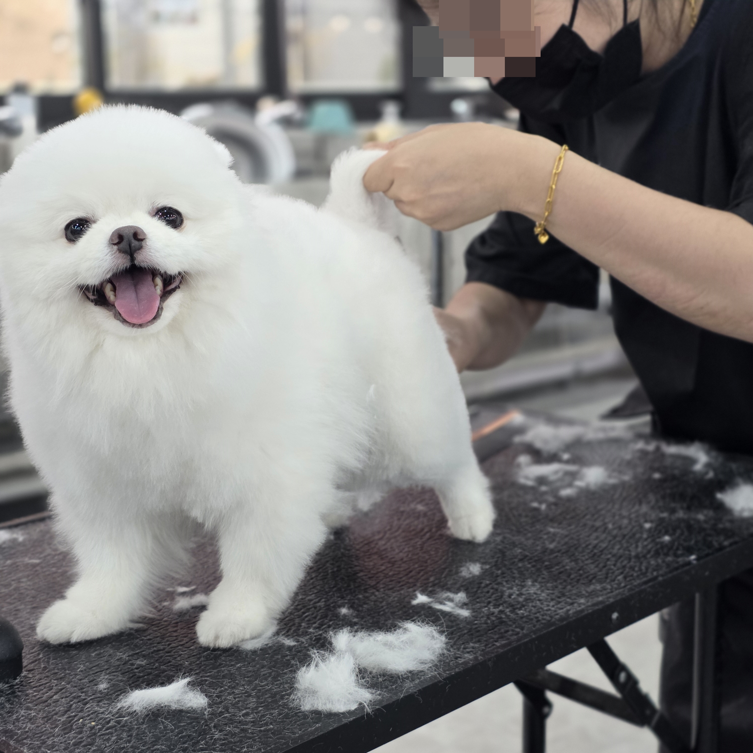 수유애견미용학원