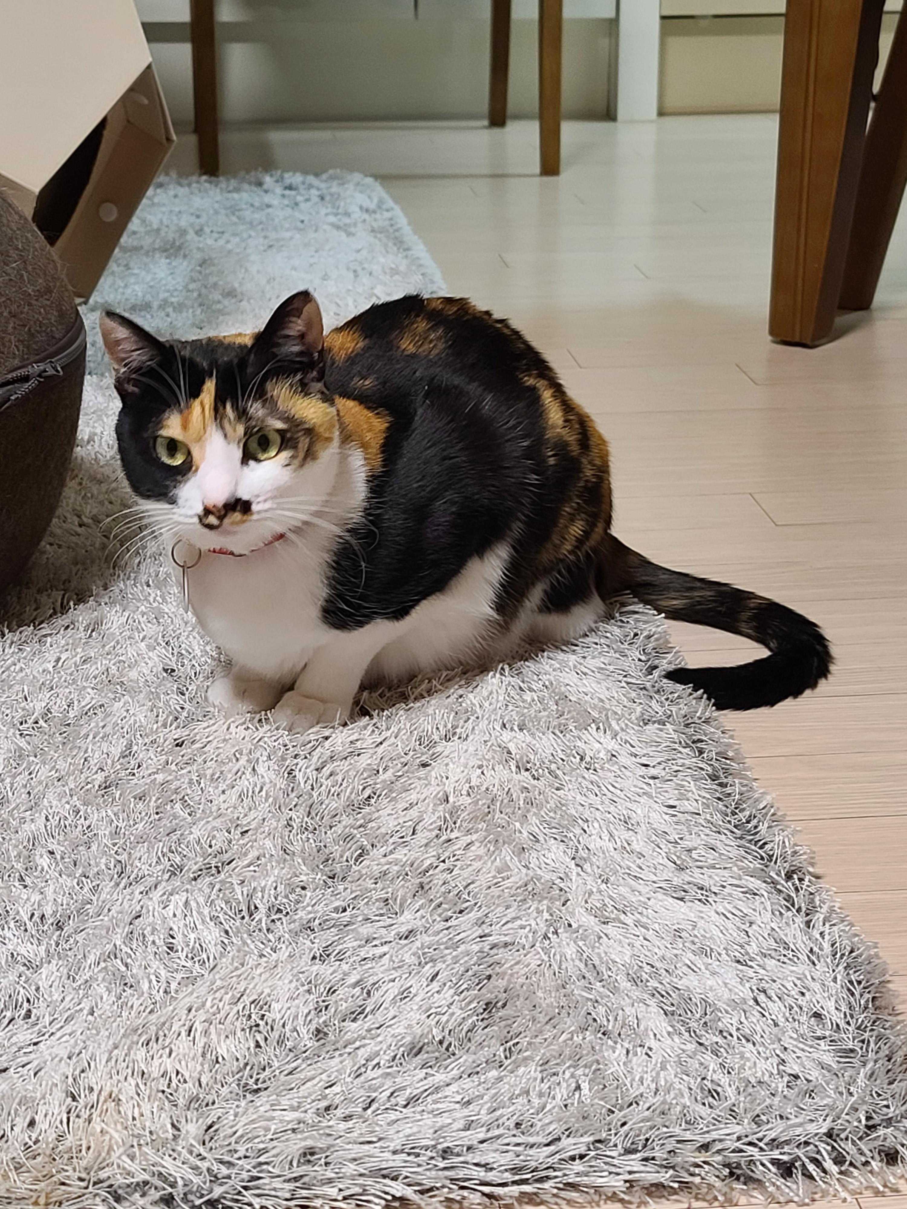 사람말 알아듣는 고양이. 사료를 먹지않는 고양이.