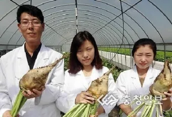 사탕무 재배 봄 파종 당도 관리 수확 보관_3