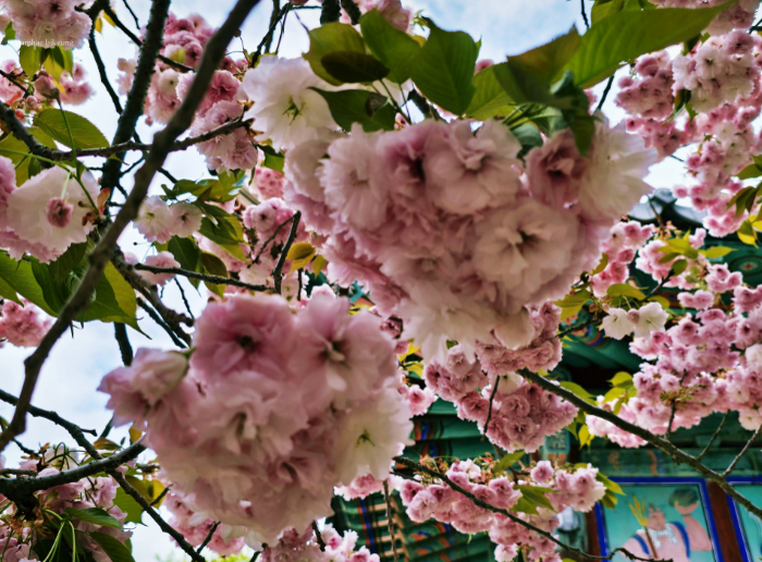 [4월 봄꽃 여행]서산 개심사 겹벚꽃&middot;청벚꽃 여행기❘벚꽃 개화 상황, 아직은 시작, 그러나 곧 절정