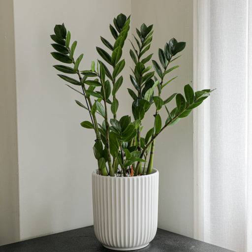 집에 두면 금전운이 따른다는 식물 3가지 ― 금전수 &middot; 돈나무 &middot; 고무나무 관련 사진