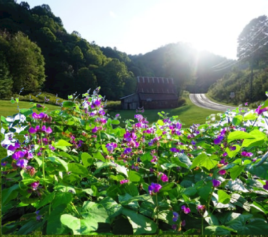 붉은강낭콩 재배
