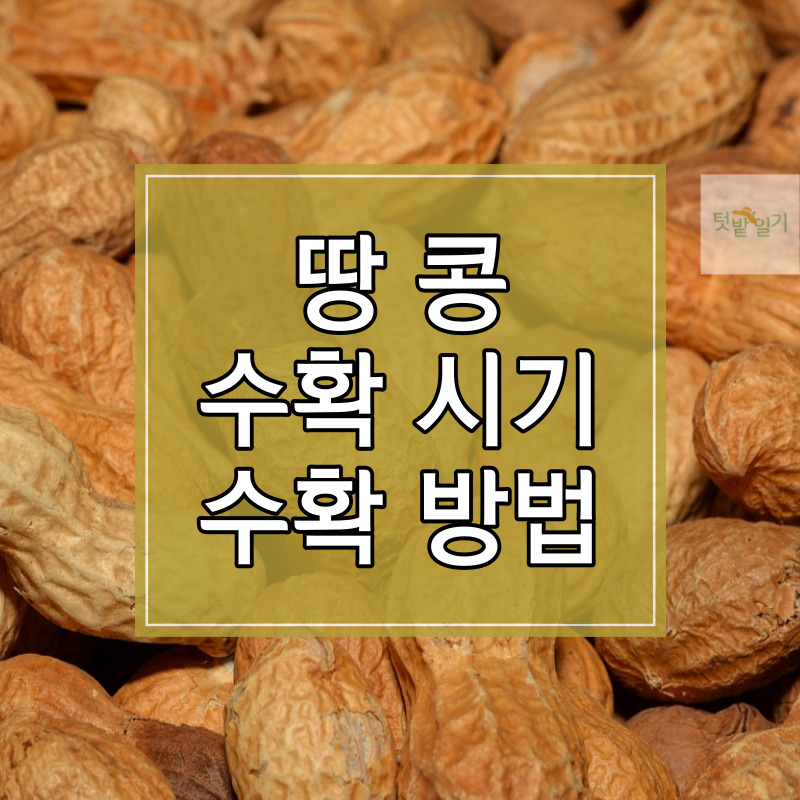 땅콩 수확시기 및 수확방법, 저장방법 알아보기 썸네일