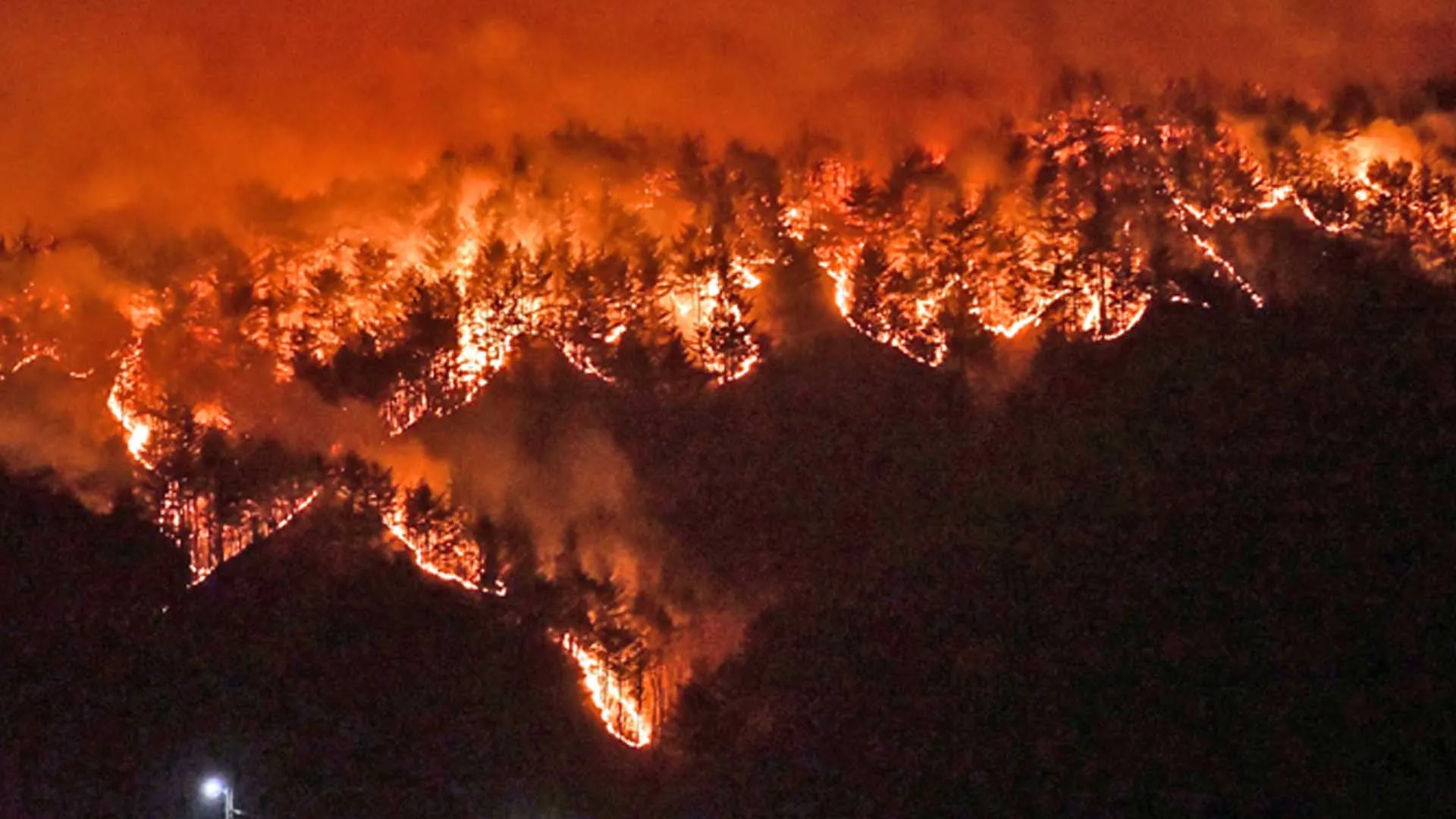 대한민국 대표 산불 피해 기부처 추천
