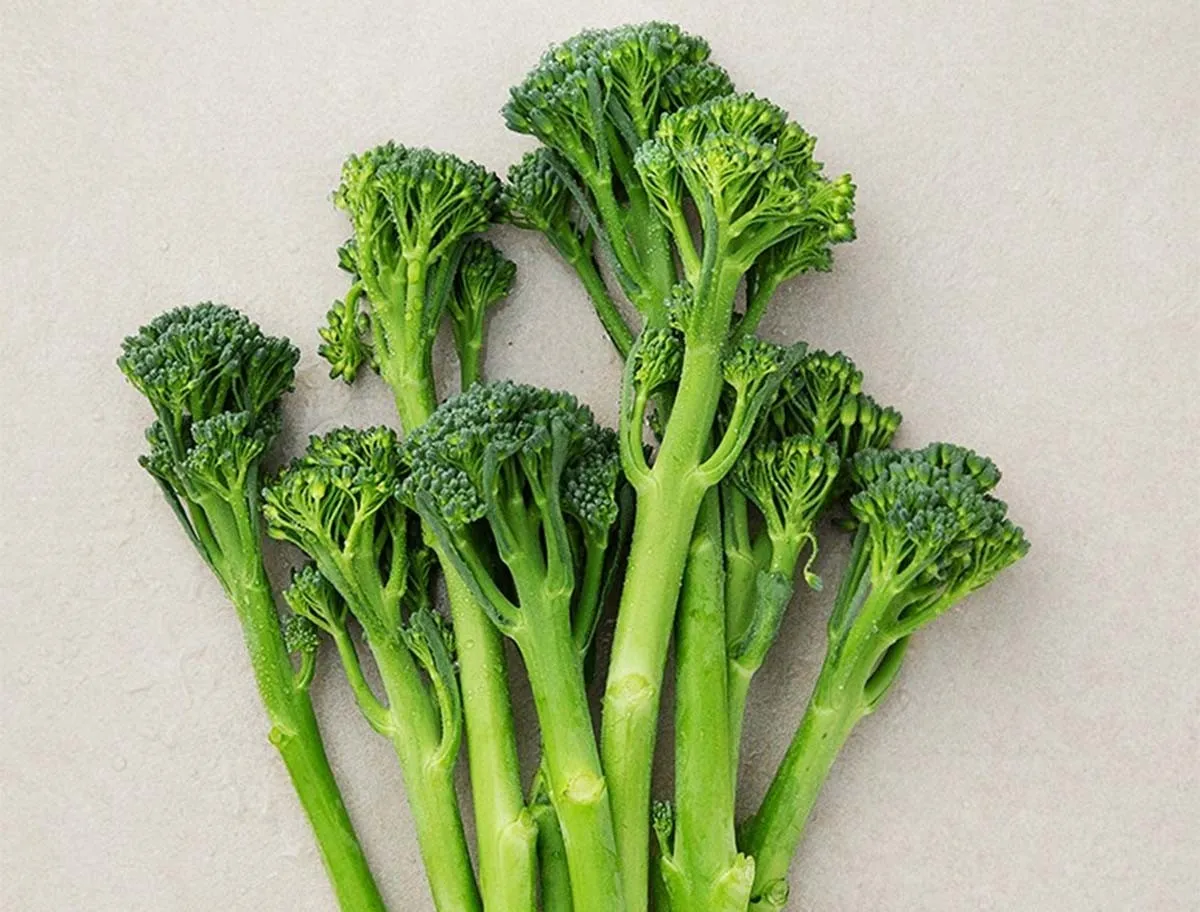 브로콜리니 재배 가지 분지 키우기 연속 수확 물 관리_5