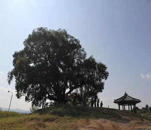 창원북부리팽나무