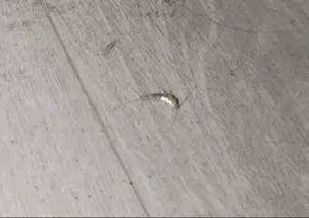 좀벌레 생기는 원인과 퇴치법 하얀벌레 제거 방법_4