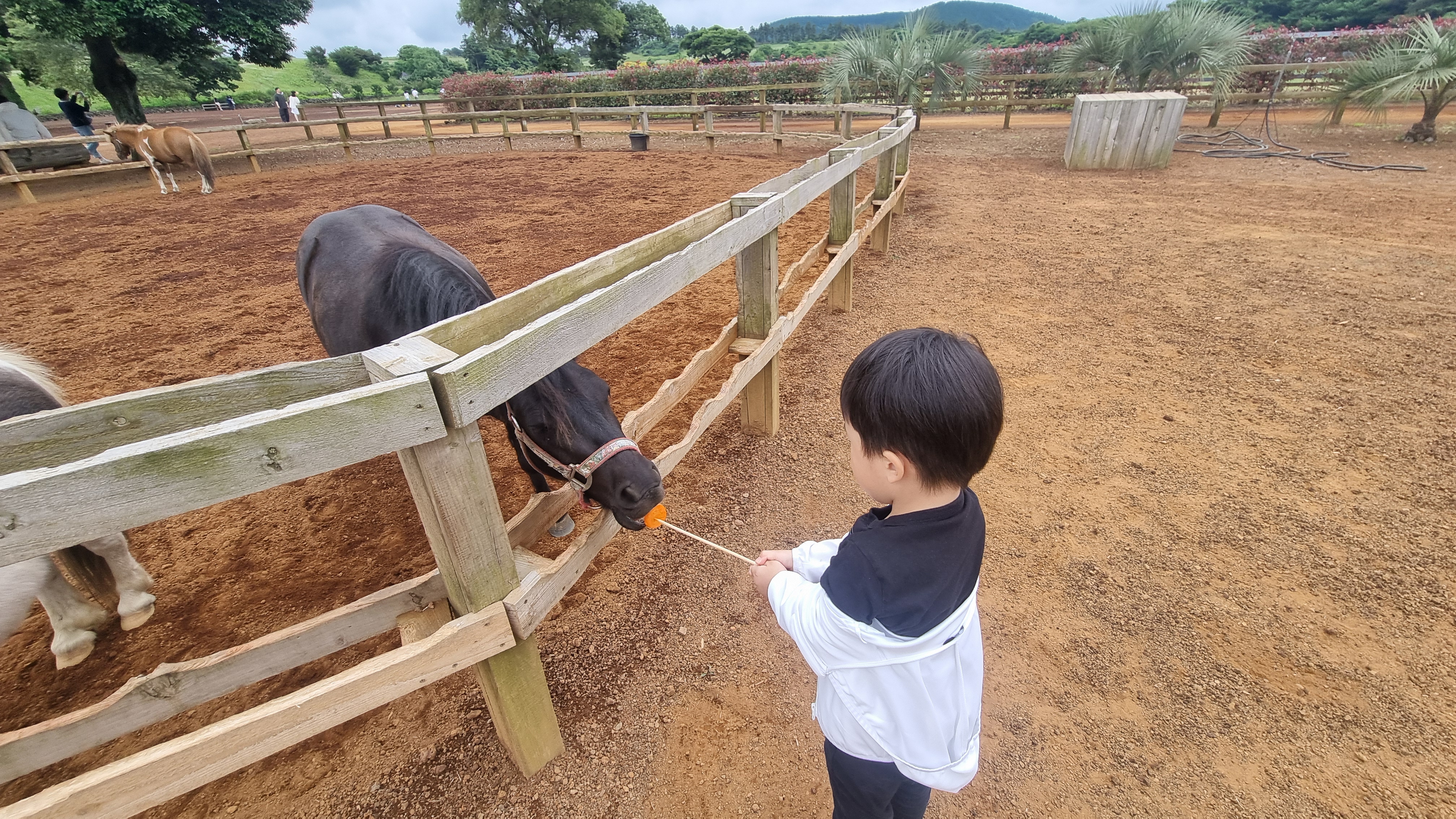 제주 목장카페 밭디