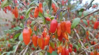 구기자 재배 삽목 번식 가지치기 건조 보관_31