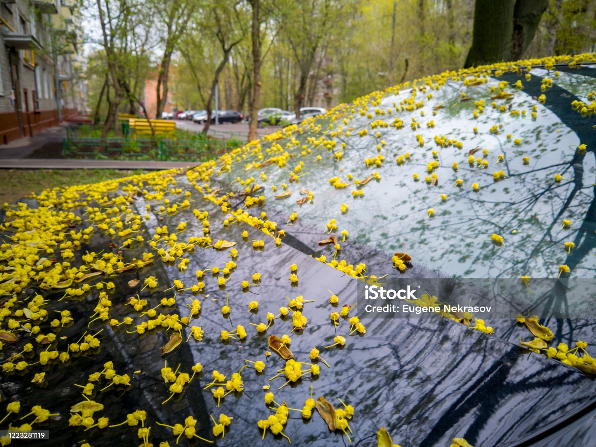 봄철 잦은 꽃가루 및 황사 대비 차량 내부 청소 및 관리법