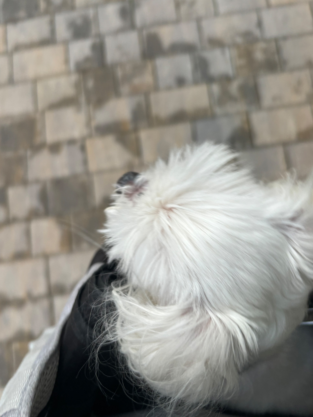 비행기 가방 안에 얌전히 들어가 있는 말티즈 강아지 애완견 반려동물