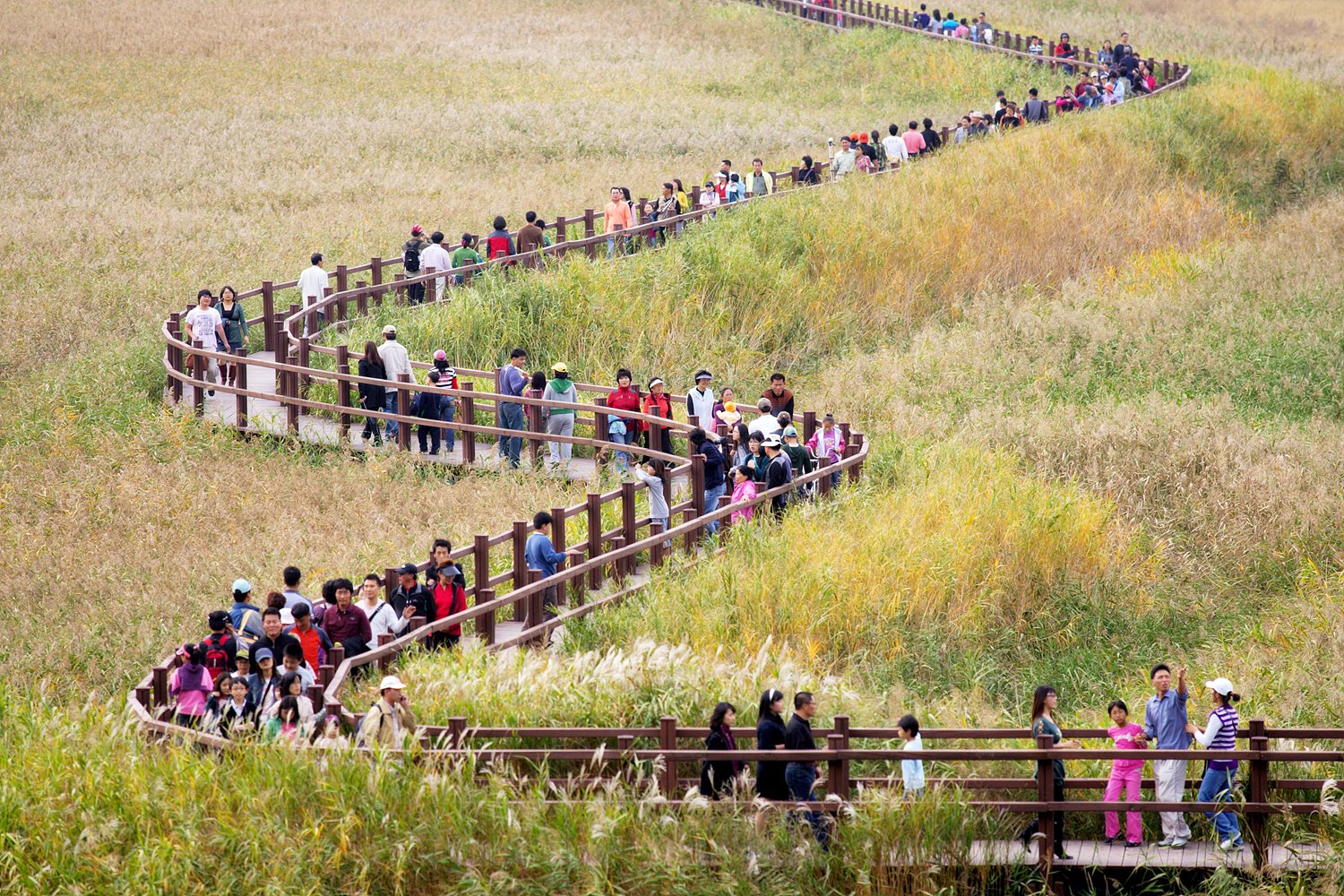 순천만 국가정원 갈대밭