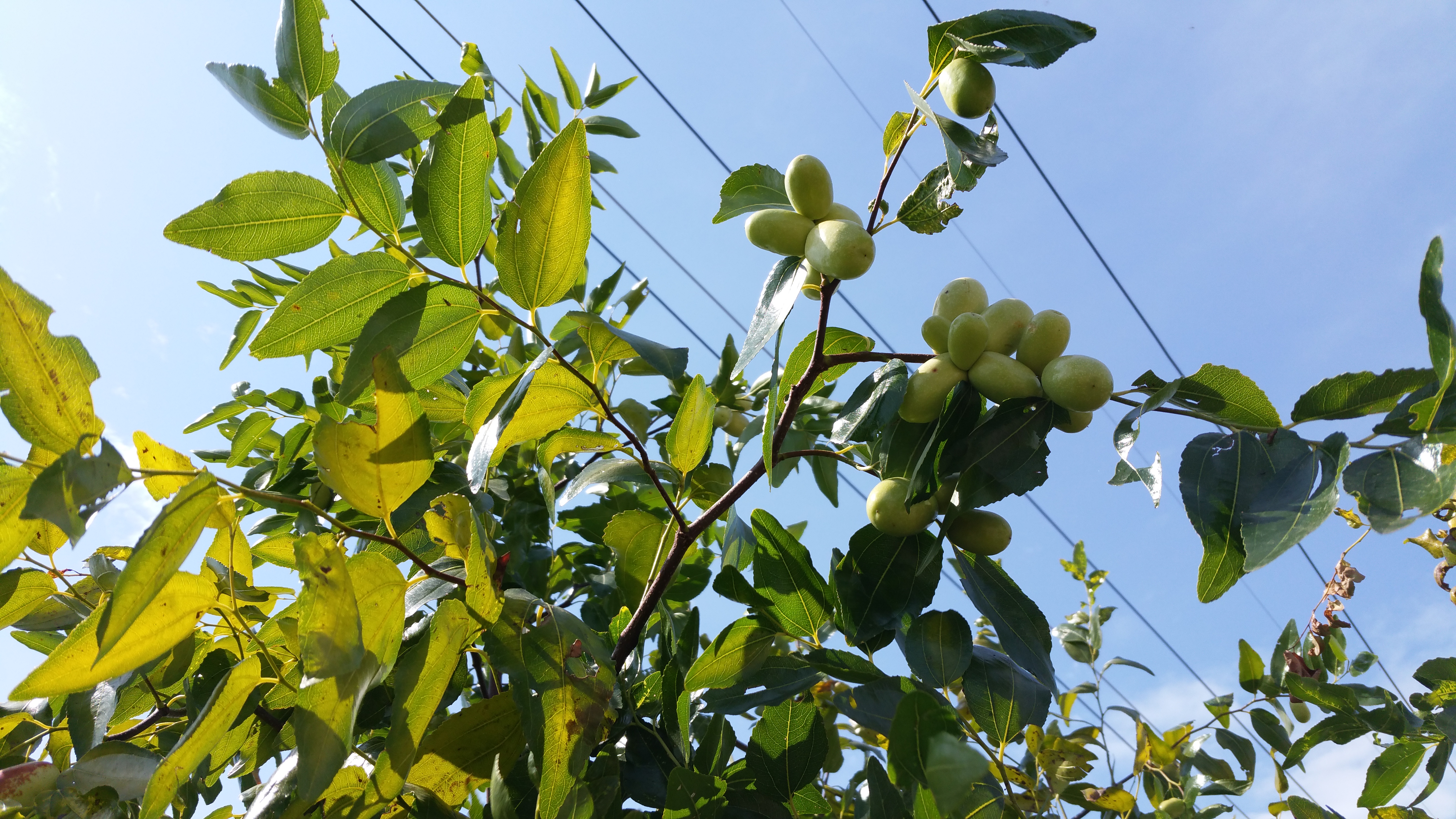 푸른 대추 열매가 열린 대추나무