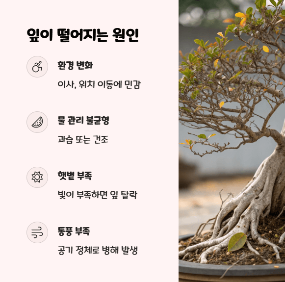 인삼 벤자민 잎이 떨어져요