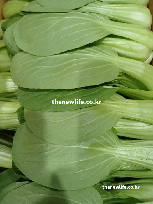 청경채 효능 당뇨병 예방 혈당 지수