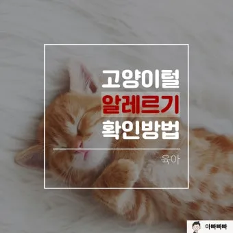 고양이 털 알레르기 완화 방법과 생활 관리 팁_7