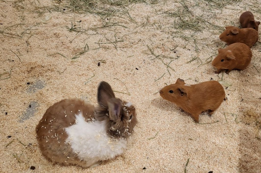 플레이정글 춘천엔타점