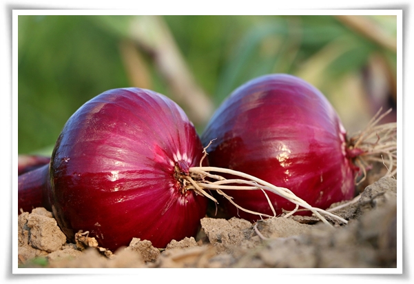 &quot;10월, 양파 심으세요!&quot; 건강한 양파 키우기 완벽 가이드!