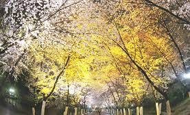 인천 벚꽃 명소 베스트 벚꽃 만화 도당산 벚꽃축제